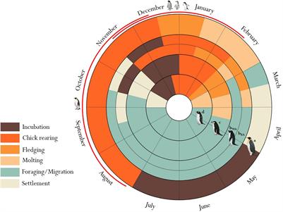 Marine Important Bird and Biodiversity Areas for Penguins in Antarctica, Targets for Conservation Action